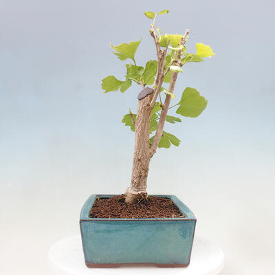 Vonkajší bonsai - Jinan dvojlaločný - Ginkgo biloba - 2