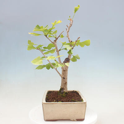 Vonkajší bonsai - Jinan dvojlaločný - Ginkgo biloba - 2