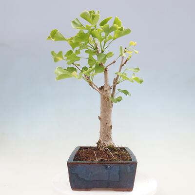 Vonkajší bonsai - Jinan dvojlaločný - Ginkgo biloba - 2