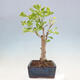 Vonkajší bonsai - Jinan dvojlaločný - Ginkgo biloba - 2/4