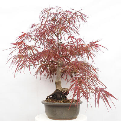 Vonkajší bonsai - Javor dlanitolistý - Acer palmatum RED PYGMY - 2