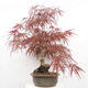 Vonkajší bonsai - Javor dlanitolistý - Acer palmatum RED PYGMY - 2/6