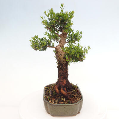 Izbová bonsai - Myrtus communis - Myrta obyčajná - 2