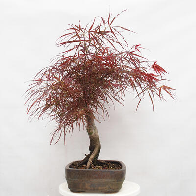 Vonkajší bonsai - Javor dlanitolistý - Acer palmatum RED PYGMY - 2