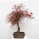 Vonkajší bonsai - Javor dlanitolistý - Acer palmatum RED PYGMY - 2/6