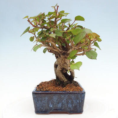 Izbová bonsai - Hibiscus tiliaceus - Ibištek lipovitý, morský - 2