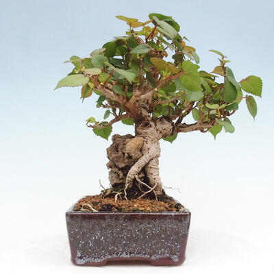 Izbová bonsai - Hibiscus tiliaceus - Ibištek lipovitý, morský - 2