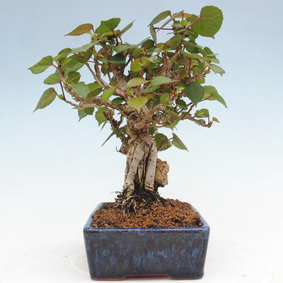 Izbová bonsai - Hibiscus tiliaceus - Ibištek lipovitý, morský - 2