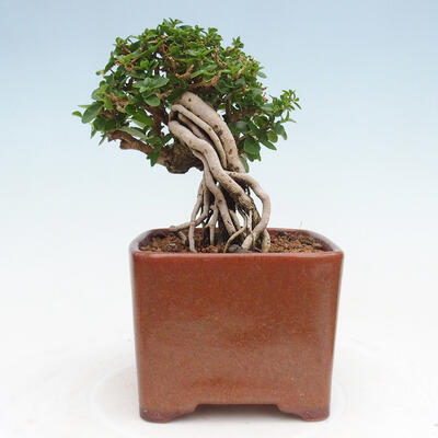 Izbová bonsai - Premna serratifolia - Kozlovoň malolistá - 2