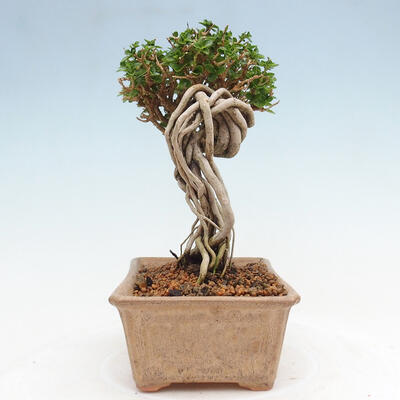 Izbová bonsai - Premna serratifolia - Kozlovoň malolistá - 2