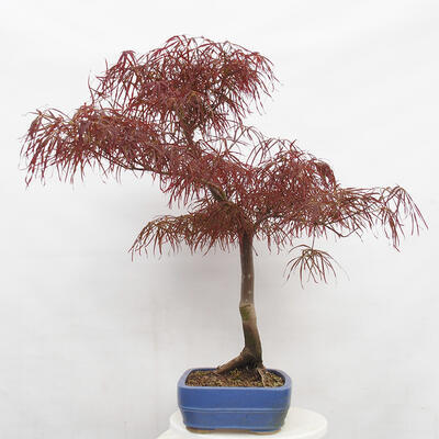 Vonkajší bonsai - Javor dlanitolistý - Acer palmatum RED PYGMY - 2