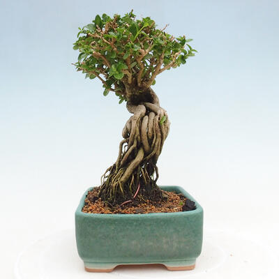 Izbová bonsai - Premna serratifolia - Kozlovoň malolistá - 2