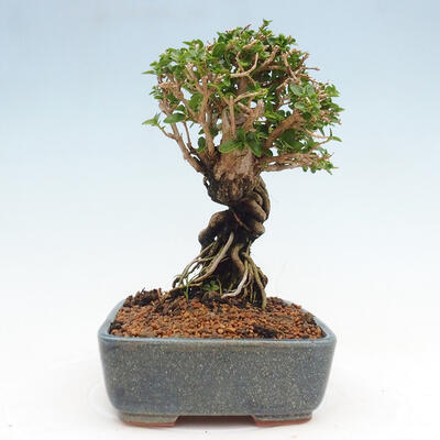 Izbová bonsai - Premna serratifolia - Kozlovoň malolistá - 2