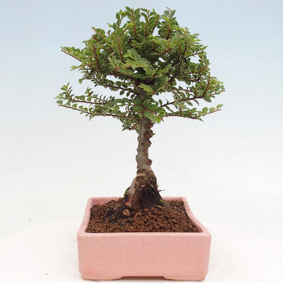 Vonkajší bonsai - Ulmus parvifolia Sagei - Malolistý brest - 2