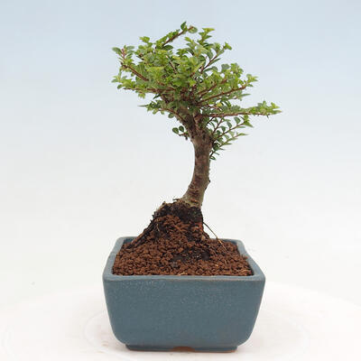 Vonkajší bonsai - Ulmus parvifolia Sagei - Malolistý brest - 2