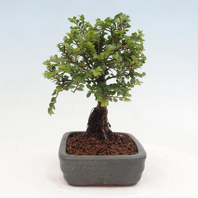 Vonkajší bonsai - Ulmus parvifolia Sagei - Malolistý brest - 2