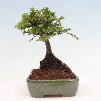 Vonkajší bonsai - Ulmus parvifolia Sagei - Malolistý brest - 2