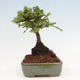 Vonkajší bonsai - Ulmus parvifolia Sagei - Malolistý brest - 2/6