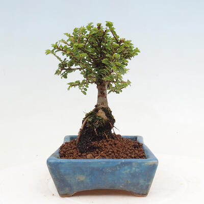 Vonkajší bonsai - Ulmus parvifolia Sagei - Malolistý brest - 2