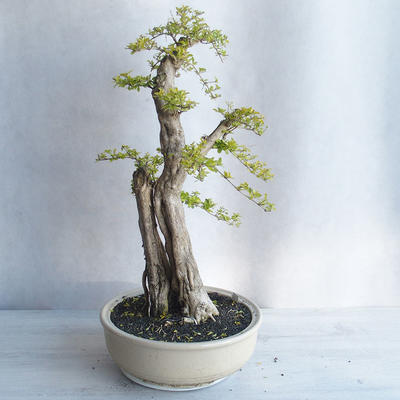 Izbová bonsai - Durant erecta Aurea - 2