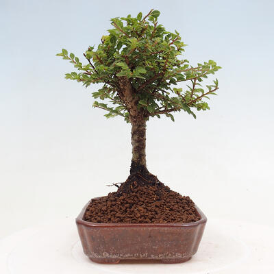 Vonkajší bonsai - Ulmus parvifolia Sagei - Malolistý brest - 2