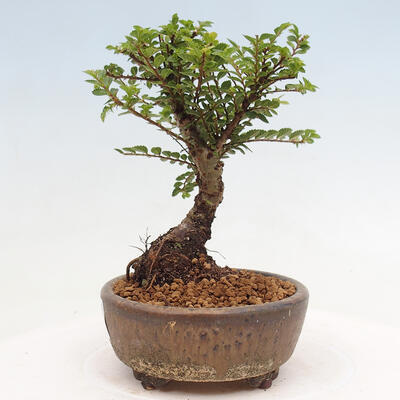 Vonkajší bonsai - Ulmus parvifolia Sagei - Malolistý brest - 2