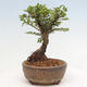 Vonkajší bonsai - Ulmus parvifolia Sagei - Malolistý brest - 2/6