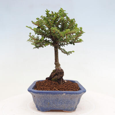 Vonkajší bonsai - Ulmus parvifolia Sagei - Malolistý brest - 2