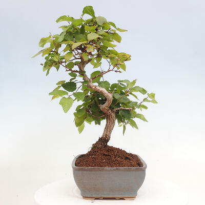 Vonkajší bonsai -Carpinus CARPINOIDES - Hrab kórejský - 2