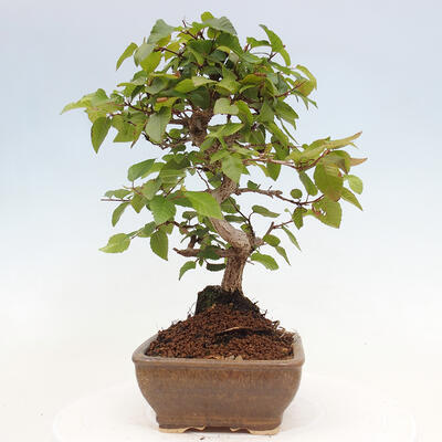 Vonkajší bonsai -Carpinus CARPINOIDES - Hrab kórejský - 2