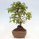 Vonkajší bonsai -Carpinus CARPINOIDES - Hrab kórejský - 2/4