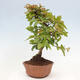 Vonkajší bonsai -Carpinus CARPINOIDES - Hrab kórejský - 2/4