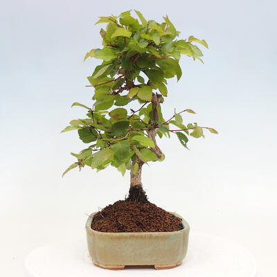 Vonkajší bonsai -Carpinus CARPINOIDES - Hrab kórejský - 2