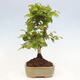 Vonkajší bonsai -Carpinus CARPINOIDES - Hrab kórejský - 2/4