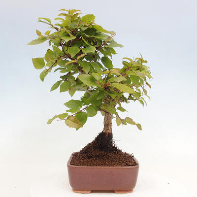 Vonkajší bonsai -Carpinus CARPINOIDES - Hrab kórejský - 2