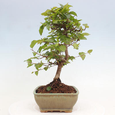 Vonkajší bonsai -Carpinus CARPINOIDES - Hrab kórejský - 2