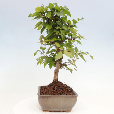 Vonkajší bonsai -Carpinus CARPINOIDES - Hrab kórejský - 2