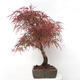 Vonkajší bonsai - Javor dlanitolistý - Acer palmatum RED PYGMY - 2/6