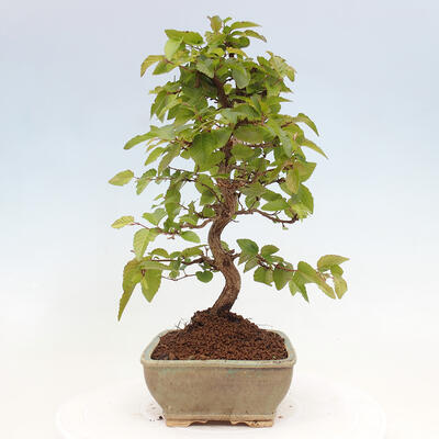 Vonkajší bonsai -Carpinus CARPINOIDES - Hrab kórejský - 2