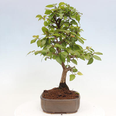 Vonkajší bonsai -Carpinus CARPINOIDES - Hrab kórejský - 2