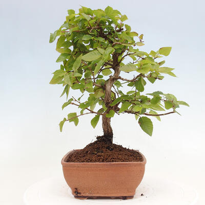 Vonkajší bonsai -Carpinus CARPINOIDES - Hrab kórejský - 2