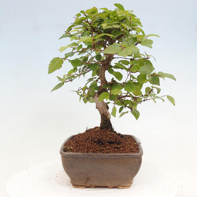 Vonkajší bonsai -Carpinus CARPINOIDES - Hrab kórejský - 2