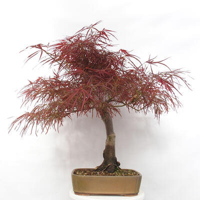 Vonkajší bonsai - Javor dlanitolistý - Acer palmatum RED PYGMY - 2