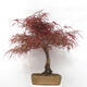 Vonkajší bonsai - Javor dlanitolistý - Acer palmatum RED PYGMY - 2/6