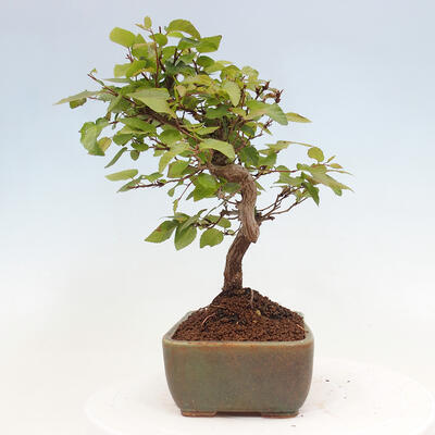 Vonkajší bonsai -Carpinus CARPINOIDES - Hrab kórejský - 2