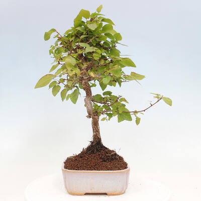 Vonkajší bonsai -Carpinus CARPINOIDES - Hrab kórejský - 2