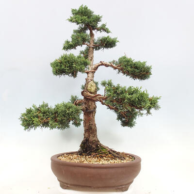 Vonkajší bonsai - Juniperus chinensis Kishu -Jalovec čínsky - 2