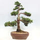 Vonkajší bonsai - Juniperus chinensis Kishu -Jalovec čínsky - 2/5