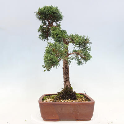 Vonkajší bonsai - Juniperus chinensis Kishu -Jalovec čínsky - 2