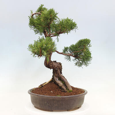 Vonkajší bonsai - Juniperus chinensis Itoigawa-Jalovec čínsky - 2